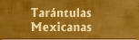 Tarántulas mexicanas