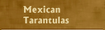 Tarntulas mexicanas