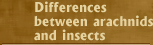 Diferencias entre insectos y arcnidos